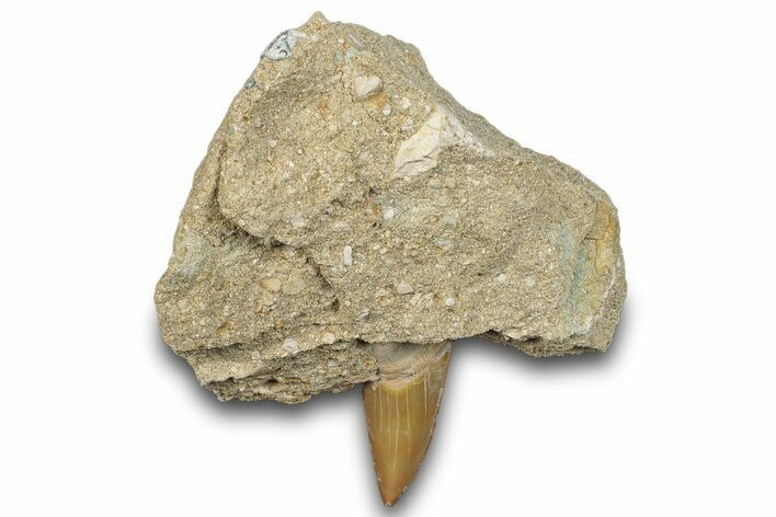 Otodus Shark Tooth Fossil in Rock - Morocco #292006